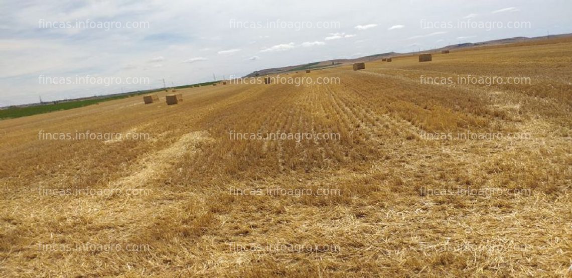 Fotos de Compro fincas rústicas de labranza o renta