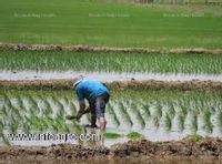 Fotos de A la venta excelente terreno agrícola lambayeque perú