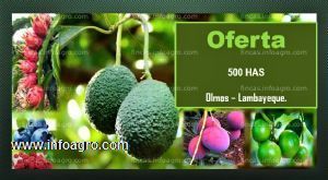 Se vende terreno olmos - peru