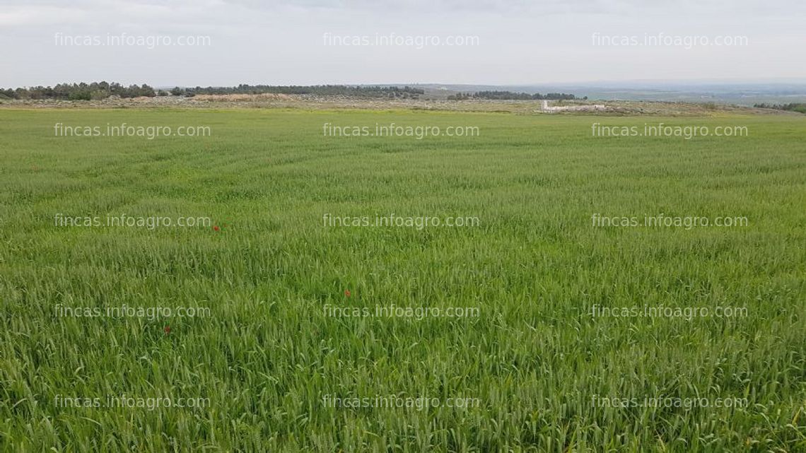 Fotos de A la venta finca de secano, Añover de Tajo