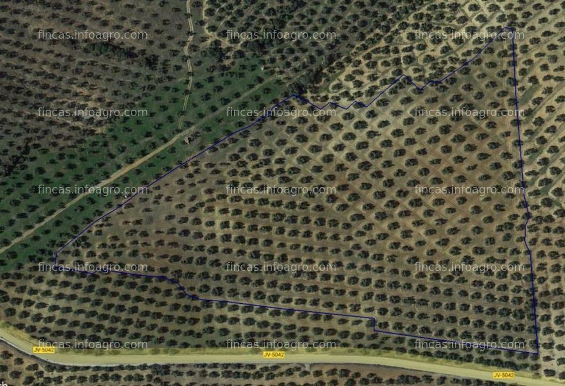 Fotos de En venta  olivar de 7,9 ha de olivos variedad picual de secano en bailen, jaen