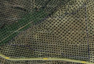 En venta  olivar de 7,9 ha de olivos variedad picual de secano en bailen, jaen