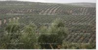 Fotos de Se vende olivar de 27 olivos