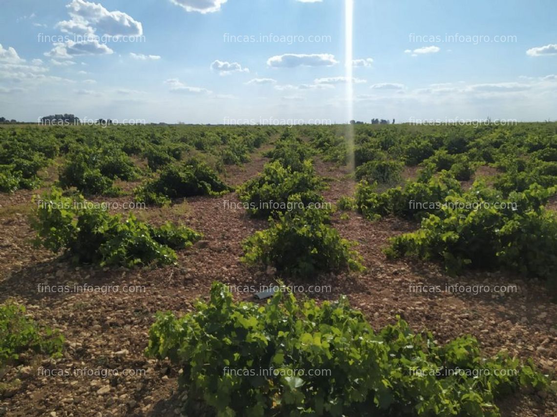 Fotos de Vendo viñedo de secano, paraje marcelen