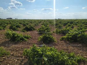 Vendo viñedo de secano, paraje marcelen