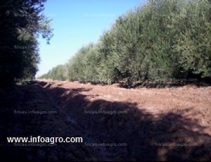 En venta  desde marbella -  85 hectáreas de olivar y vides en argentina (mendoza) 