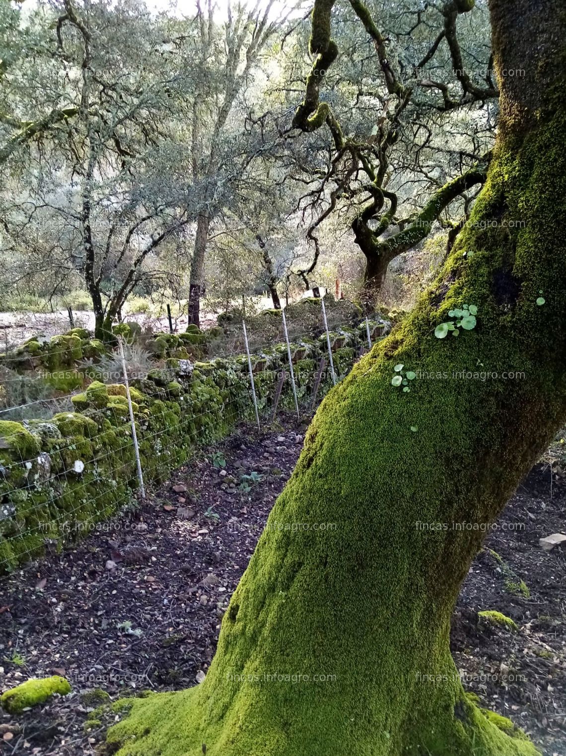 Fotos de En venta  Finca en el Parque Natural Sierra de Aracena 