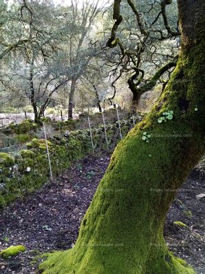 En venta  Finca en el Parque Natural Sierra de Aracena 