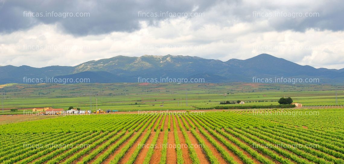 Fotos de A la venta finca de 19 hectáreas de viñedo en regadío y finca de 4 hectáreas de secano en Cariñena
