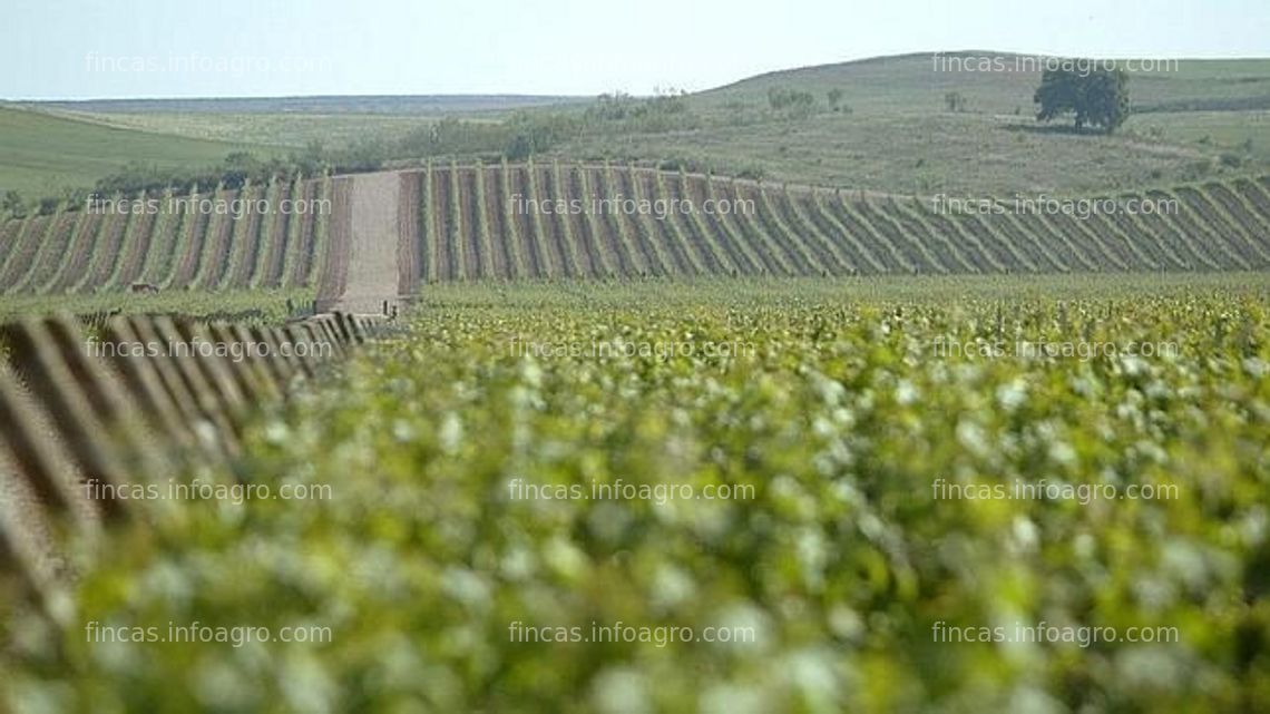 Fotos de A la venta finca de 19 hectáreas de viñedo en regadío y finca de 4 hectáreas de secano en Cariñena