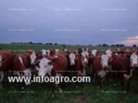 Fotos de En venta  estancia en formosa, argentina. 20.000 hectareas armadas