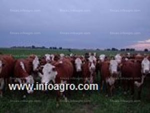 En venta  estancia en formosa, argentina. 20.000 hectareas armadas