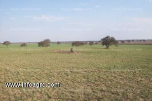 A la venta en la pampa (argentina) 2.650 hectáreas - agric. y ganaderas - info en españa