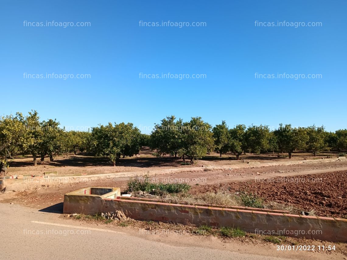 Fotos de Se vende Huerto de Naranjas en plena producción.  