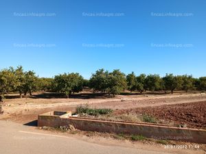 Se vende Huerto de Naranjas en plena producción.  