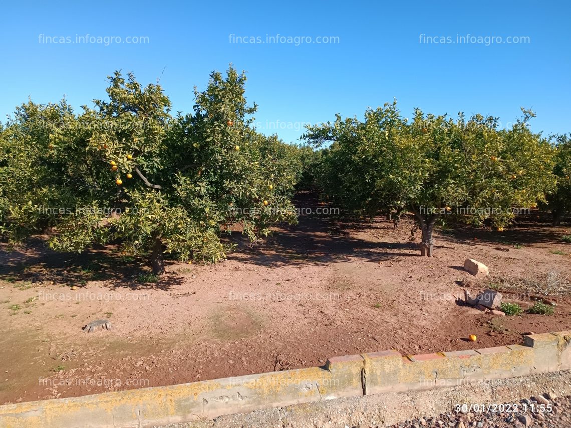 Fotos de Se vende Huerto de Naranjas en plena producción.  