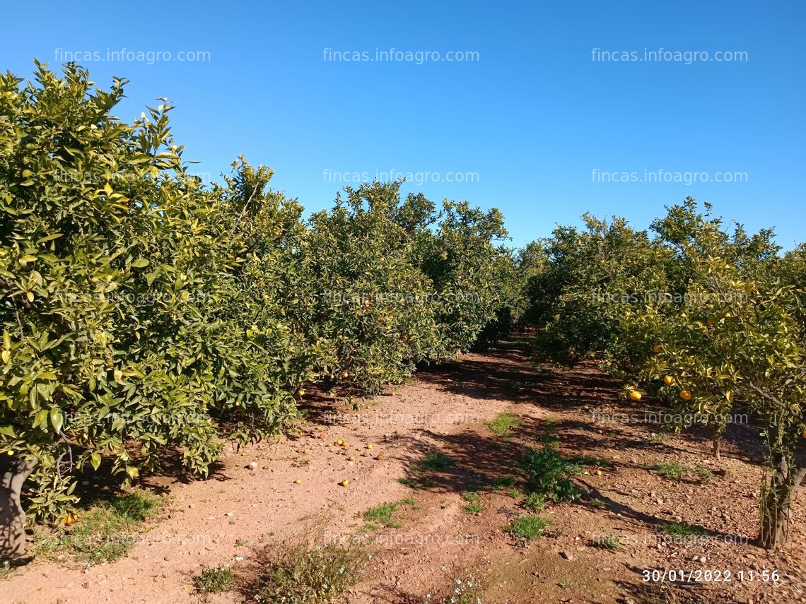 Fotos de Se vende Huerto de Naranjas en plena producción.  