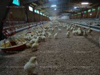 Fotos de Se vende granja avícola de pollos en venta