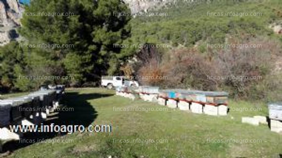 Fotos de En venta  explotación apícola en sierra magina, jaén