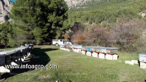 En venta explotación apícola en sierra magina, jaén
