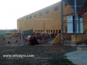 A la venta traspaso nave gallinas camperas. capacidad para 2000 gallinas. totalmente equipada y funcionando. centro de envasado y cartera de clientes (producción  vendida). posibilidad de expansión y posicionami