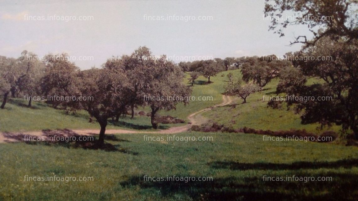 Fotos de En venta  Dehesa de encinas en Paymogo, Huelva