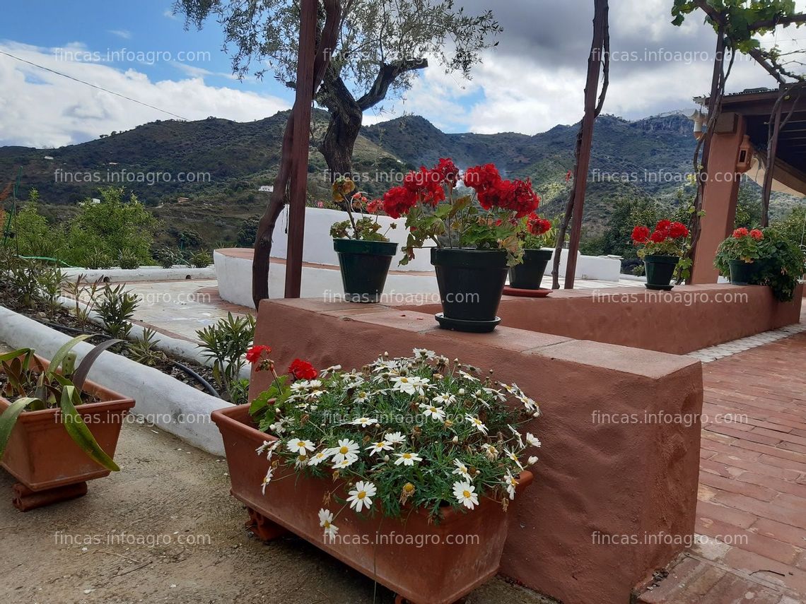 Fotos de A la venta FINCA DE FRUTALES EN LA AXARQUIA (MALAGA)