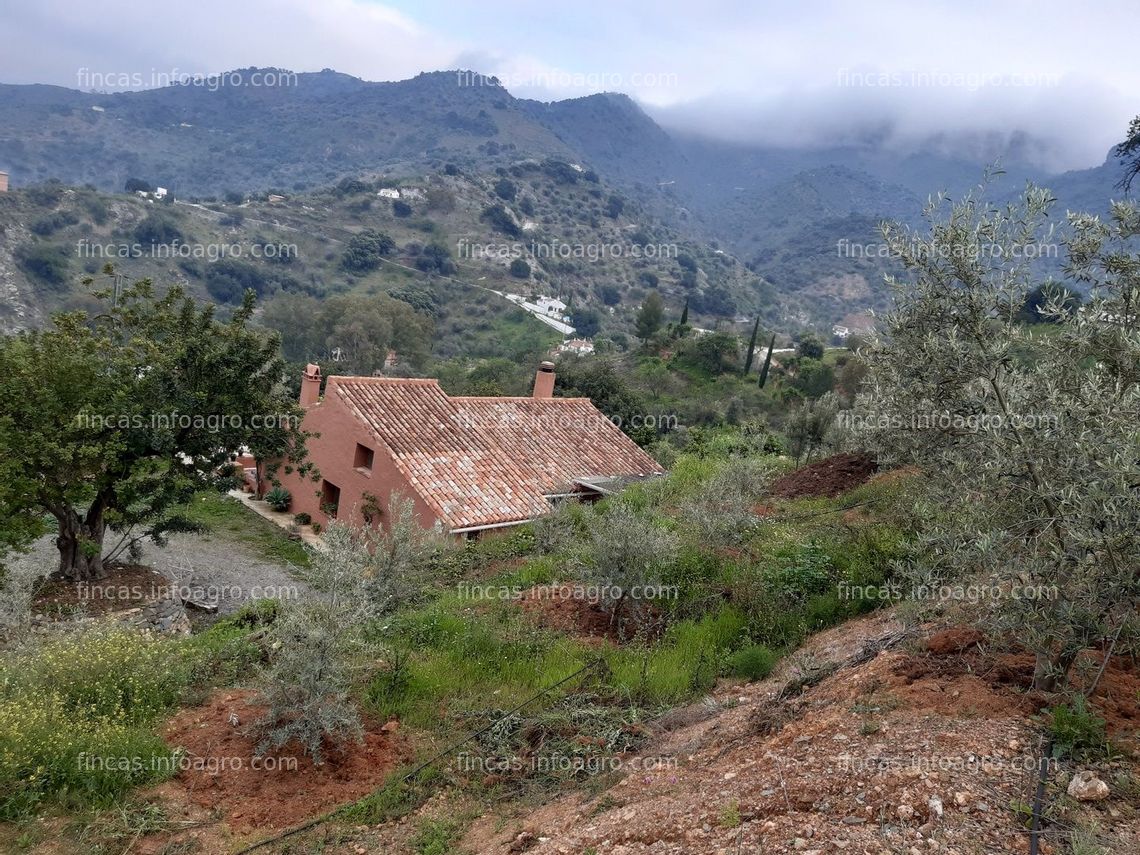 Fotos de A la venta FINCA DE FRUTALES EN LA AXARQUIA (MALAGA)