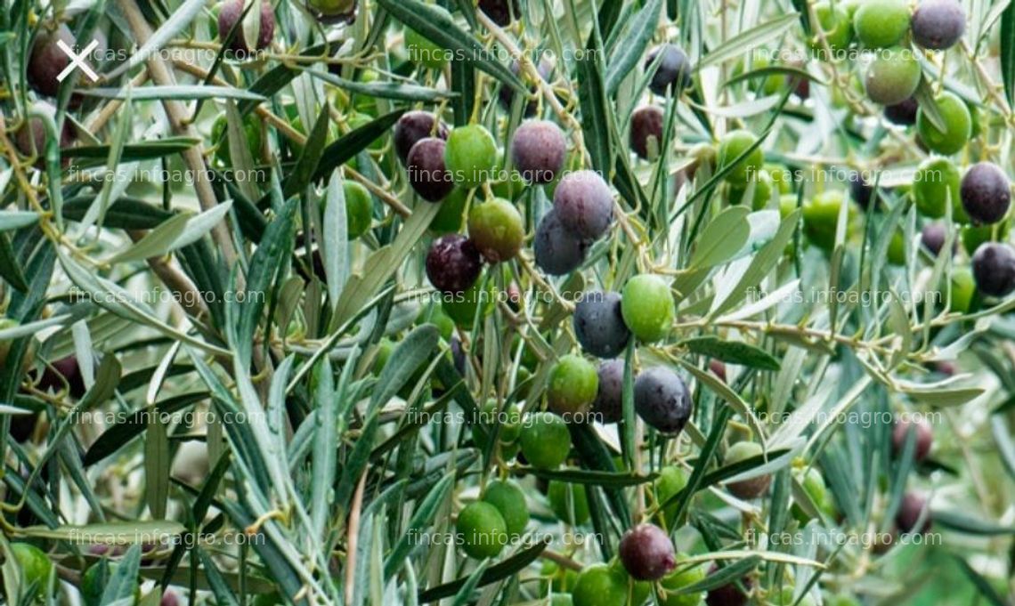 Fotos de A la venta Finca de olivar tradicional