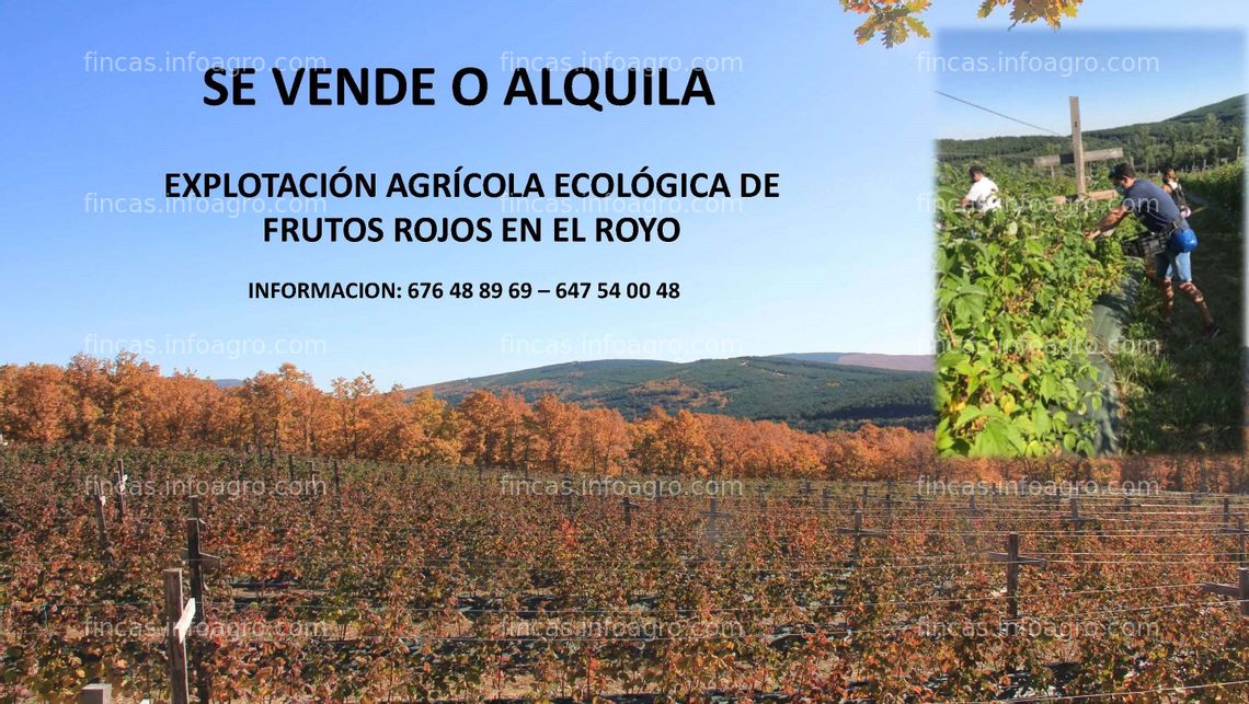 Fotos de Se vende plantación ecológica de frutos rojos