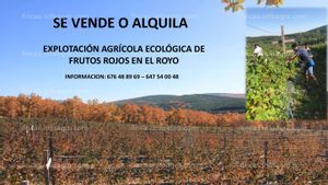 Se vende plantación ecológica de frutos rojos