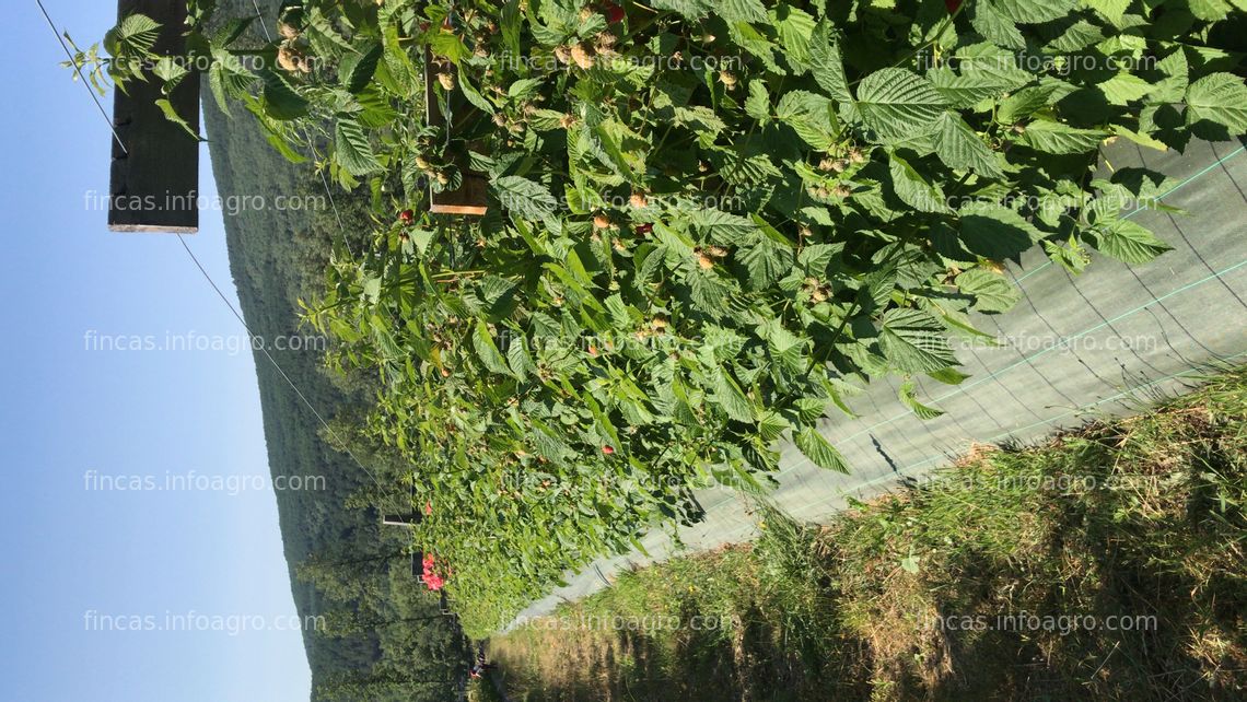 Fotos de Se vende plantación ecológica de frutos rojos