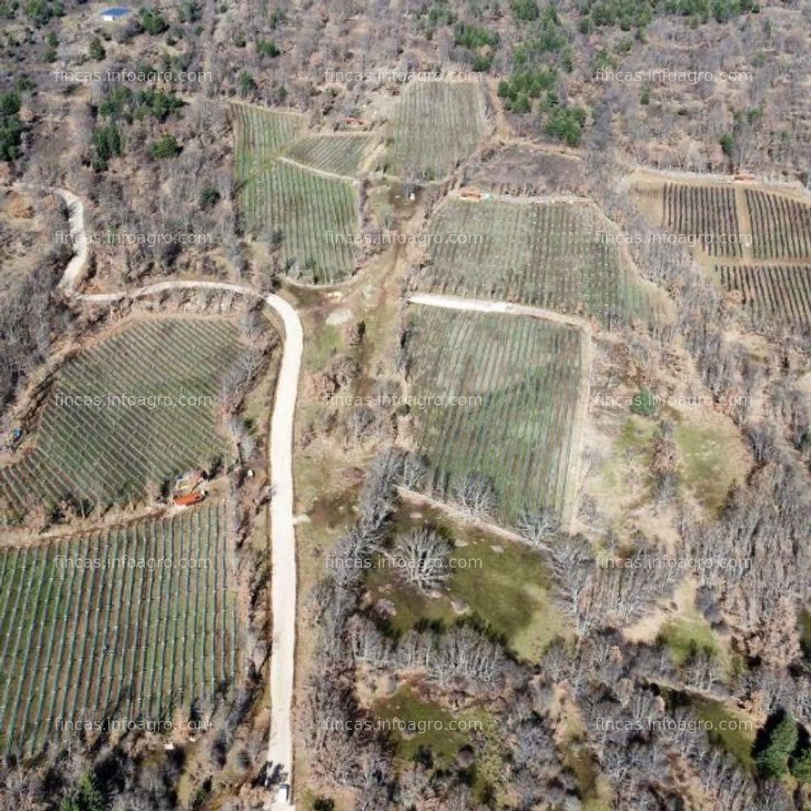 Fotos de Se vende plantación ecológica de frutos rojos