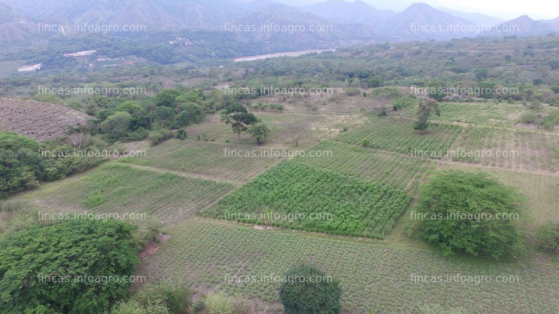 Fotos de En venta  FINCA EN SANTA FE DE ANTIOQUIA SEMBRADA DE MORINGA Y LIMONCILLO