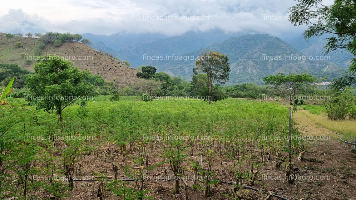 Fotos de En venta  FINCA EN SANTA FE DE ANTIOQUIA SEMBRADA DE MORINGA Y LIMONCILLO