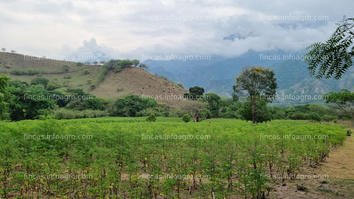 Fotos de En venta  FINCA EN SANTA FE DE ANTIOQUIA SEMBRADA DE MORINGA Y LIMONCILLO