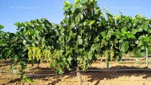 A la venta 9 hectareas Viñedo en espaldera con regadío en Corral de Almaguer (Toledo)