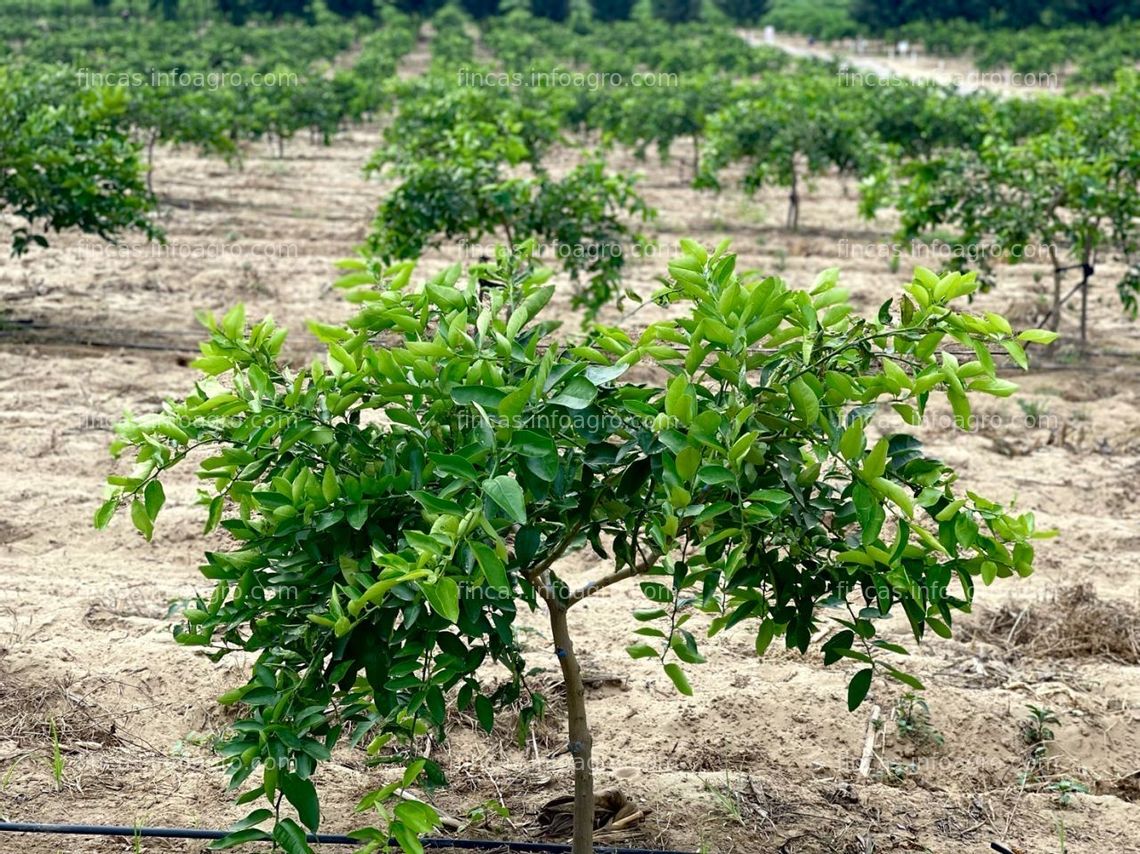 Fotos de Se vende operacion agricola