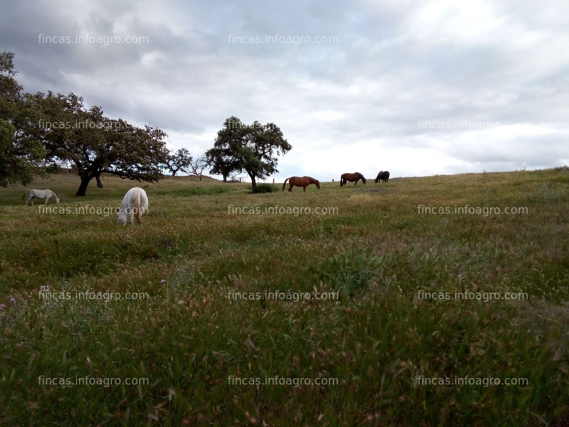 Fotos de A la venta Dehesa contrato de pasto, ovejas y montanera temporada 2022 a 2023, y Yeguadas a pasto en libertad. Descuento 10% trashumantes