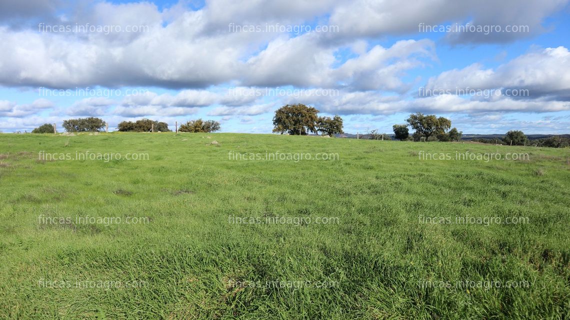 Fotos de A la venta Dehesa contrato de pasto, ovejas y montanera temporada 2022 a 2023, y Yeguadas a pasto en libertad. Descuento 10% trashumantes