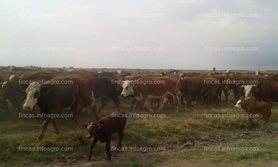 Fotos de Se vende Cattle Ranch for sale in Argentina