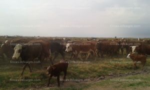 Se vende Cattle Ranch for sale in Argentina