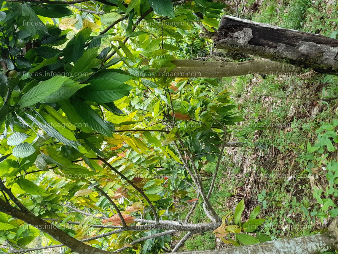 Fotos de En venta  Finca Frontino - Antioquia