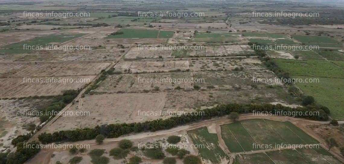 Fotos de Vendo Oportunidad Única!!! Predio Agricola, 13.66 Hectáreas A Buen Precio, Iglesia Vieja - Pueblo Nuevo - La Libertad