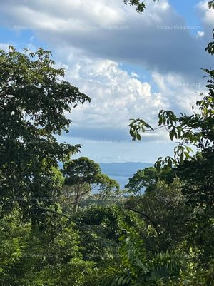 A la venta Finca de bosque tropical con plantel para cabaña, Osa Costa Rica