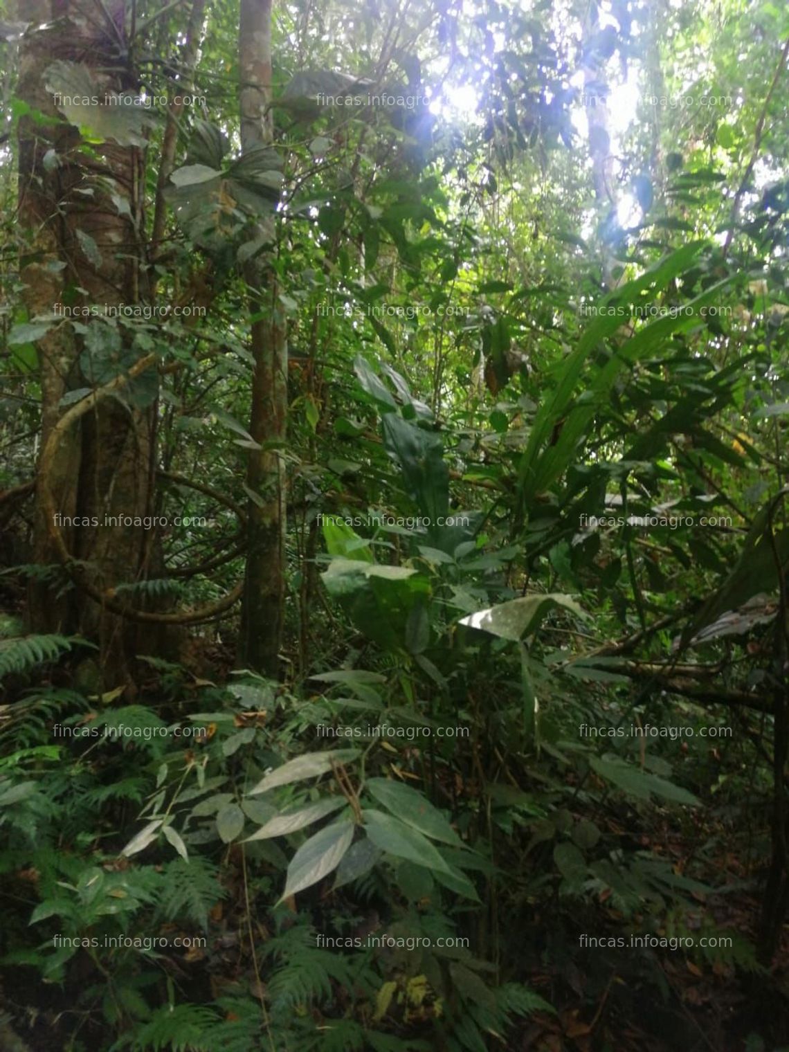 Fotos de A la venta Finca de bosque tropical con plantel para cabaña, Osa Costa Rica