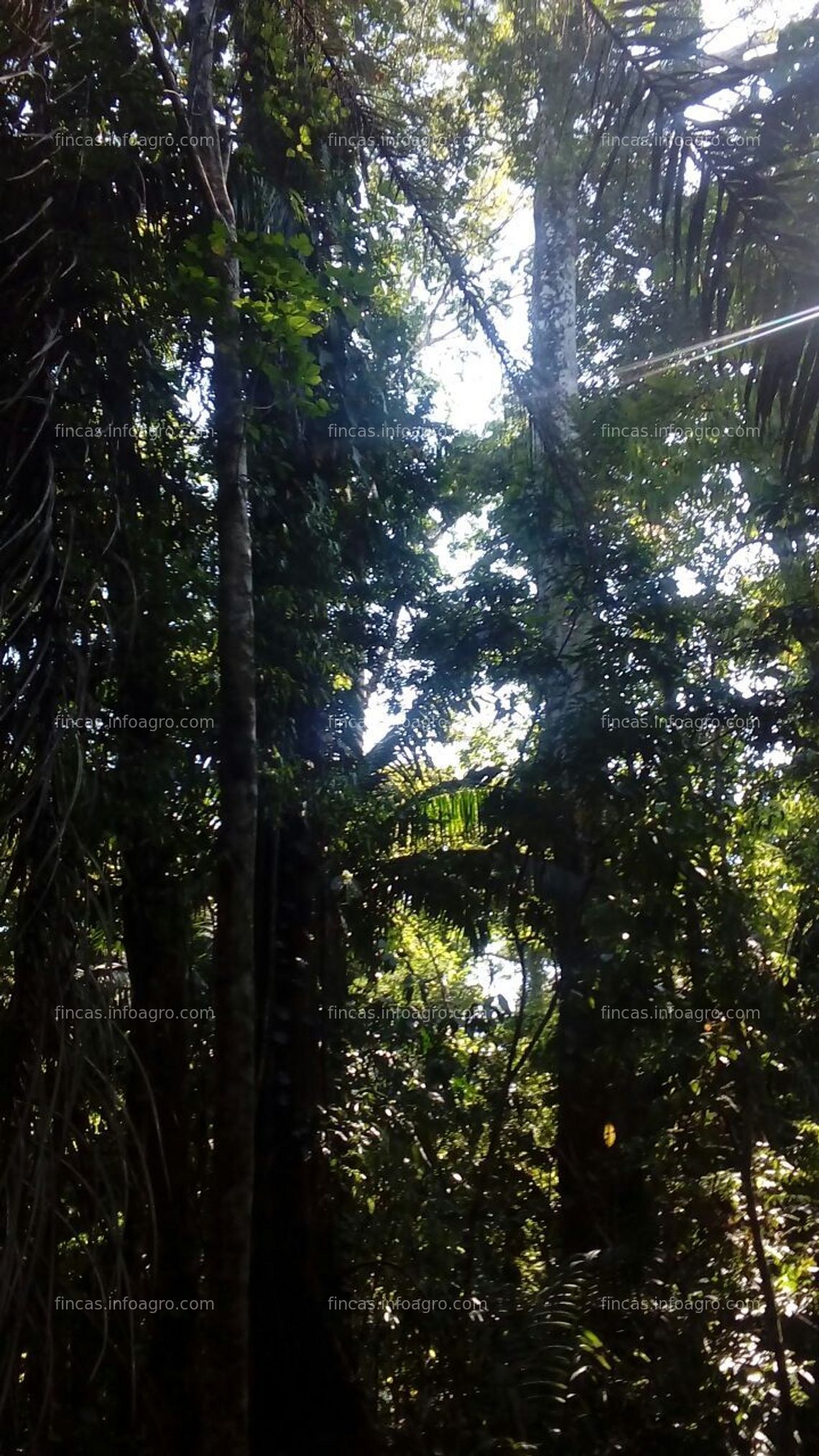 Fotos de A la venta Finca de bosque tropical con plantel para cabaña, Osa Costa Rica