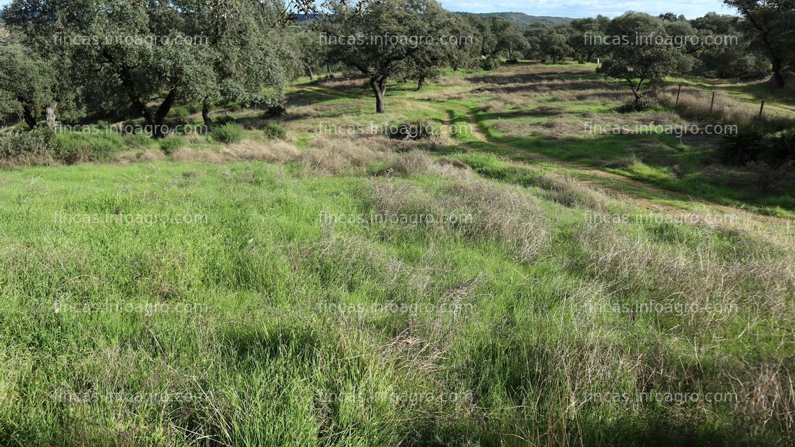 Fotos de Se vende Dehesa acoge yeguas pasto extensivo