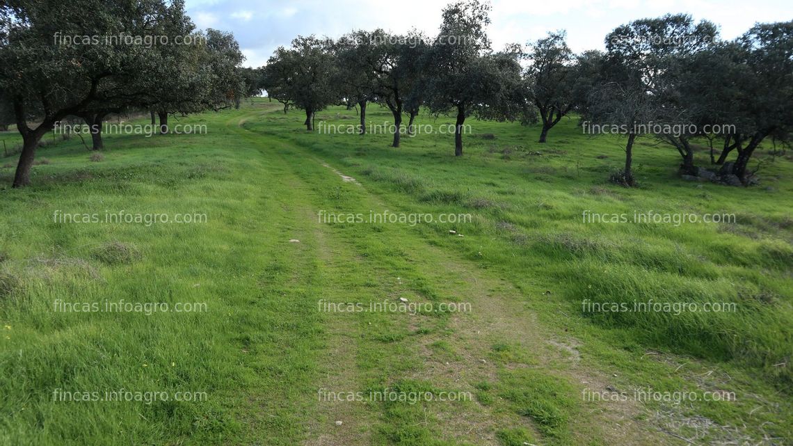 Fotos de Se vende Dehesa acoge yeguas pasto extensivo