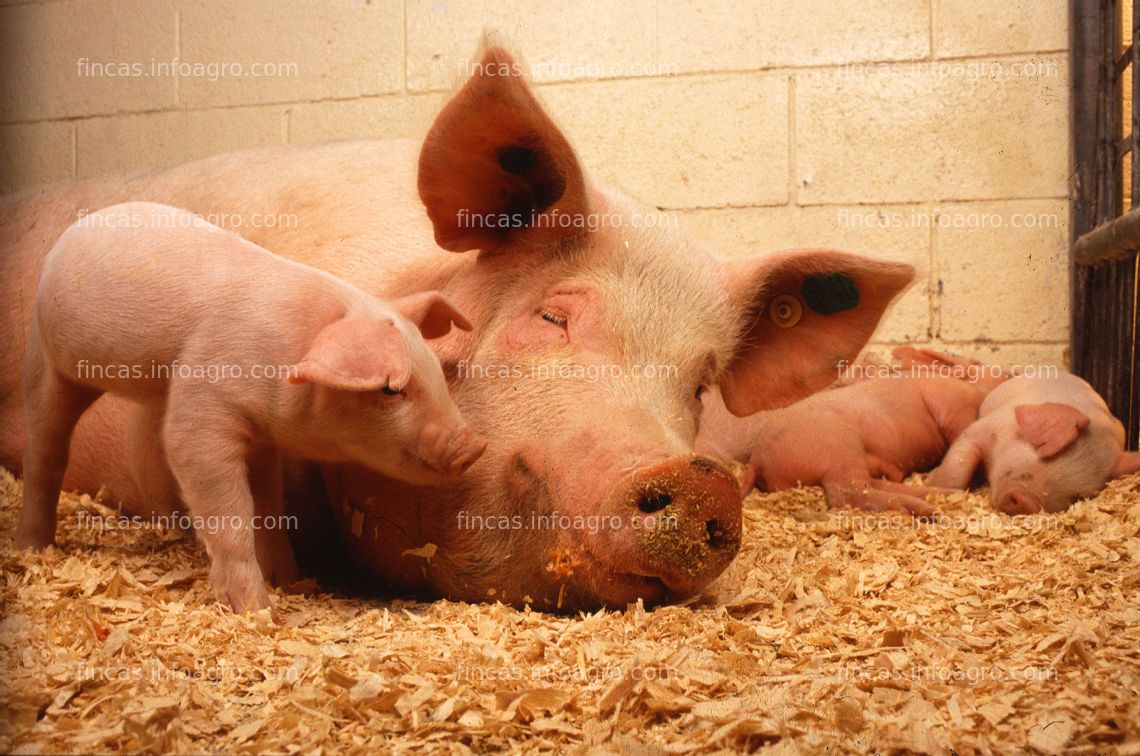 Fotos de A la venta Compraré un complejo de engorde porcino en condiciones de funcionamiento de tipo cerrado en toda España